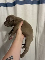 Male Bully x Pitbull, a male American Bully and American Pit Bull Terrier for sale in Dallas, GA – 3 of 3