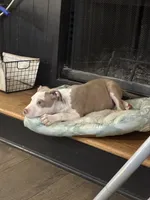 Male XL Bully x Standard American Pit , a male American Bully and American Pit Bull Terrier for sale in Dallas, GA – 2 of 7