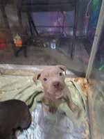 Red Bully Female, a female American Bully for sale in Dallas, GA – Photo 2 of 2