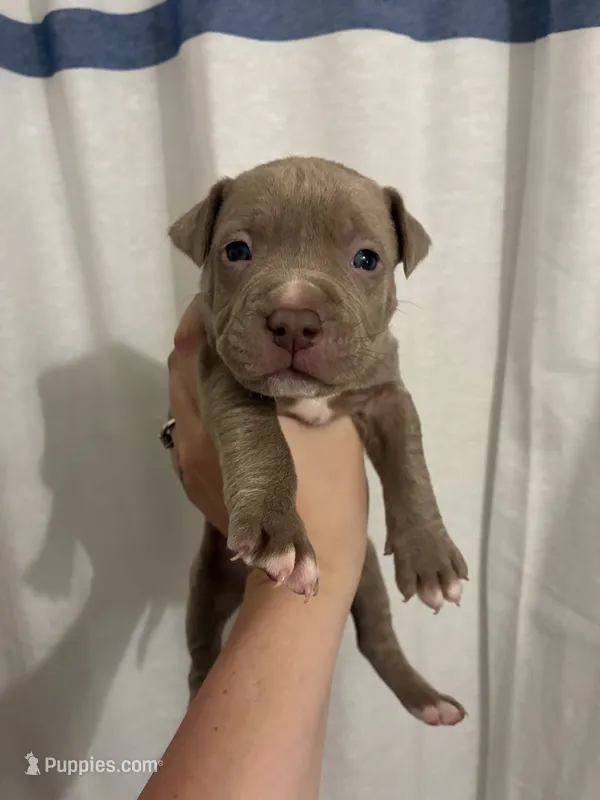 Male Bully x Pitbull – American Bully, American Pit Bull Terrier puppy for sale in Dallas, GA