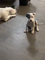 Bully x Pitbull-Female Blue & White, a female American Bully and American Pit Bull Terrier for sale in Dallas, GA – 2 of 3