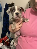 Merle Male- Letty x Loki, a male American Bully and American Pit Bull Terrier for sale in Dallas, GA – 4 of 5