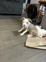 Male XL Bully x Standard American Pit , a male American Bully and American Pit Bull Terrier for sale in Dallas, GA – 6 of 7