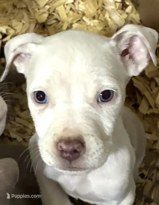 XL Bully x Standard American Pit female – American Bully, American Pit Bull Terrier puppy for sale in Dallas, GA