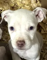 XL Bully x Standard American Pit female, a female American Bully and American Pit Bull Terrier for sale in Dallas, GA – 2 of 3