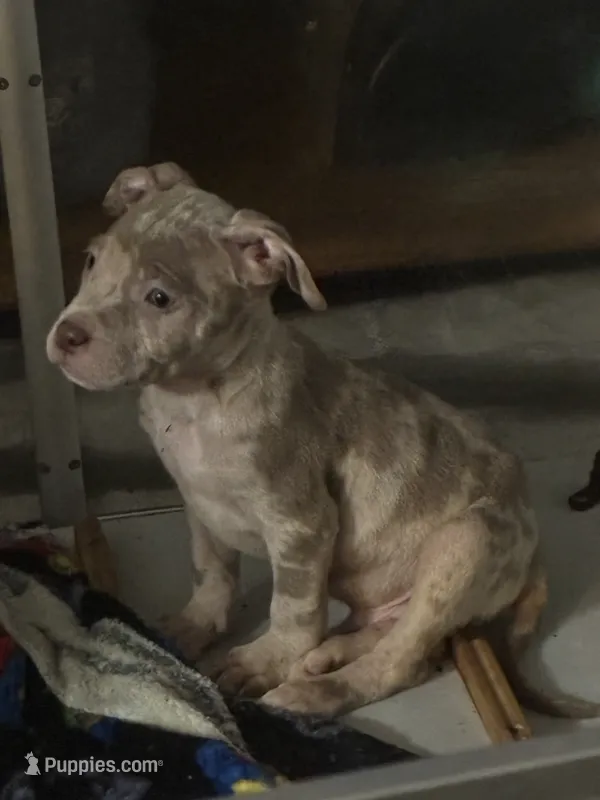 Red Merle- Male – American Bully, American Pit Bull Terrier puppy for sale in Dallas, GA
