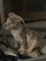 Red Merle- Male, a male American Bully and American Pit Bull Terrier for sale in Dallas, GA – 1 of 3
