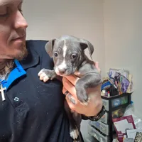 Male Bully, a male American Bully for sale in Dallas, GA – Photo 7 of 8