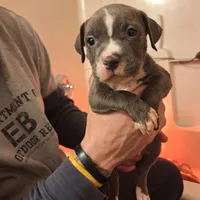 Male Bully, a male American Bully for sale in Dallas, GA – Photo 8 of 8