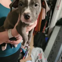 Male Bully, a male American Bully for sale in Dallas, GA – Photo 4 of 8