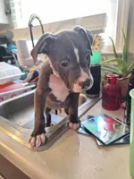 Male Bully, a male American Bully for sale in Dallas, GA – Photo 3 of 8