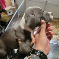 Male Bully, a male American Bully for sale in Dallas, GA – Photo 5 of 8