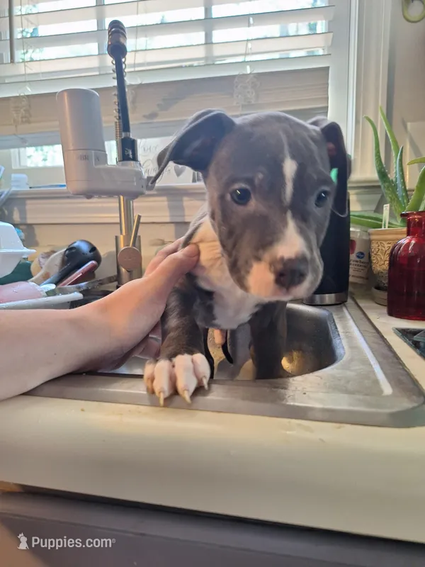 Male Bully – American Bully puppy for sale in Dallas, GA