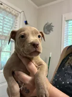 Bully x Pitbull, a male American Bully and American Pit Bull Terrier for sale in Dallas, GA – 3 of 3