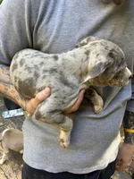 Female- Merle Letty x Loki, a female American Bully and American Pit Bull Terrier for sale in Dallas, GA – 3 of 3