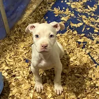 XL Bully x Standard American Pit female, a female American Bully and American Pit Bull Terrier for sale in Dallas, GA – 3 of 3