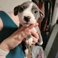 Female- Bully, a female American Bully for sale in Dallas, GA – Photo 4 of 10