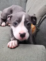 Female- Bully, a female American Bully for sale in Dallas, GA – Photo 2 of 10