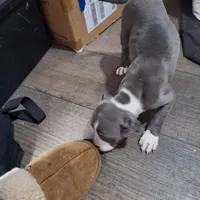 Female- Bully, a female American Bully for sale in Dallas, GA – Photo 10 of 10