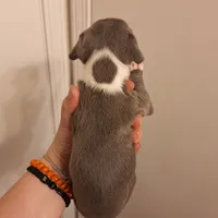 Female- Bully, a female American Bully for sale in Dallas, GA – Photo 7 of 10