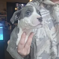 Female- Bully, a female American Bully for sale in Dallas, GA – Photo 5 of 10