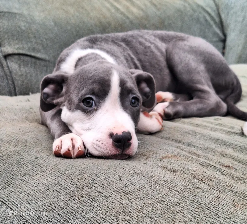 Female- Bully – American Bully puppy for sale in Dallas, GA