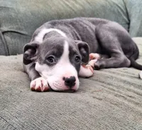 Female- Bully, a female American Bully for sale in Dallas, GA – Photo 1 of 10