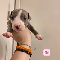 Female- Bully, a female American Bully for sale in Dallas, GA – Photo 8 of 10