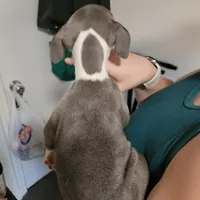 Female- Bully, a female American Bully for sale in Dallas, GA – Photo 6 of 10