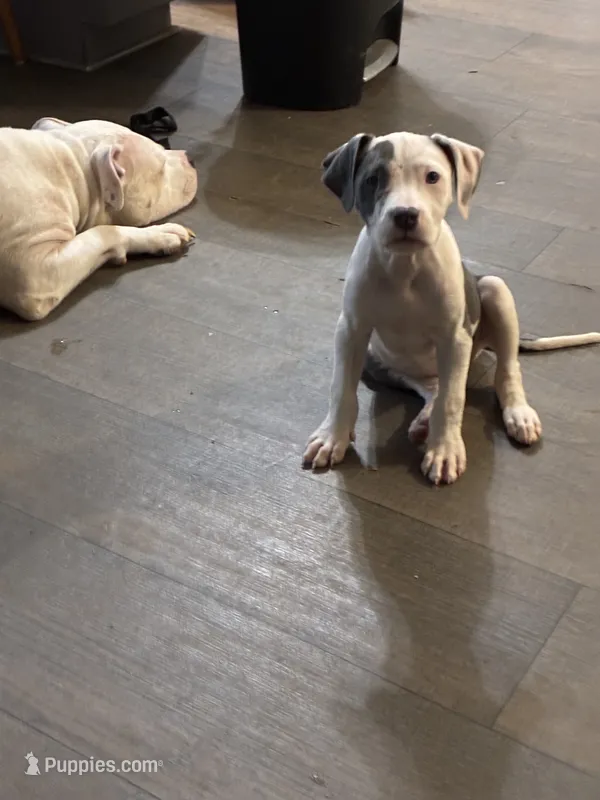 Bully x Pitbull-Female Blue & White – American Bully, American Pit Bull Terrier puppy for sale in Dallas, GA