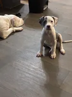 Bully x Pitbull-Female Blue & White, a female American Bully and American Pit Bull Terrier for sale in Dallas, GA – 1 of 3