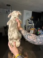 Red Merle- Male, a male American Bully and American Pit Bull Terrier for sale in Dallas, GA – 3 of 3