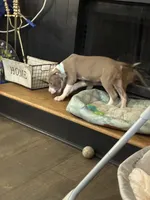 Female- XL Bully x Standard Pitbull, a female American Bully and American Pit Bull Terrier for sale in Dallas, GA – 2 of 3