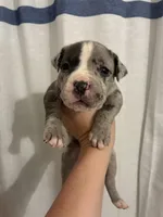 Merle Male- Letty x Loki, a male American Bully and American Pit Bull Terrier for sale in Dallas, GA – 3 of 5