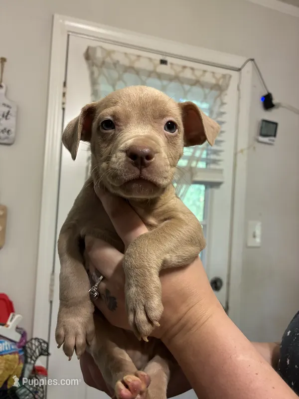 Bully x Pitbull – American Bully, American Pit Bull Terrier puppy for sale in Dallas, GA