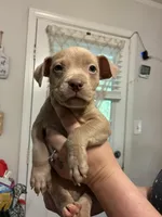Bully x Pitbull, a male American Bully and American Pit Bull Terrier for sale in Dallas, GA – 1 of 3