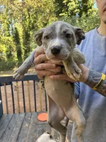 Female- Merle Letty x Loki, a female American Bully and American Pit Bull Terrier for sale in Dallas, GA – 2 of 3