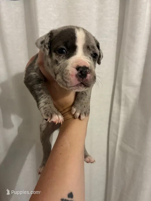 Merle Male- Letty x Loki – American Bully, American Pit Bull Terrier puppy for sale in Dallas, GA