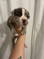 Merle Male- Letty x Loki, a male American Bully and American Pit Bull Terrier for sale in Dallas, GA – 1 of 5