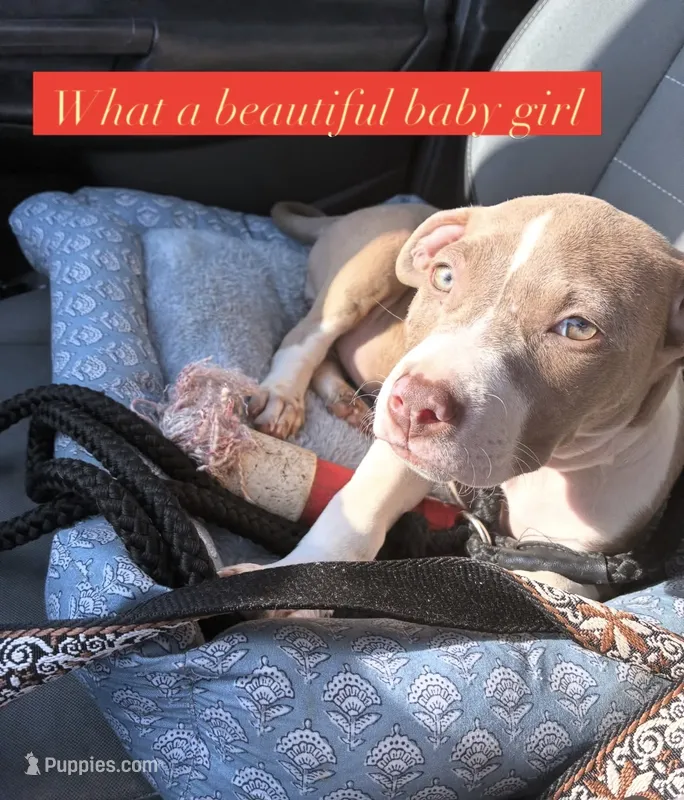 Female- XL Bully x Standard Pitbull – American Bully, American Pit Bull Terrier puppy for sale in Dallas, GA