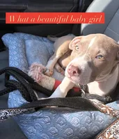 Female- XL Bully x Standard Pitbull, a female American Bully and American Pit Bull Terrier for sale in Dallas, GA – 1 of 3