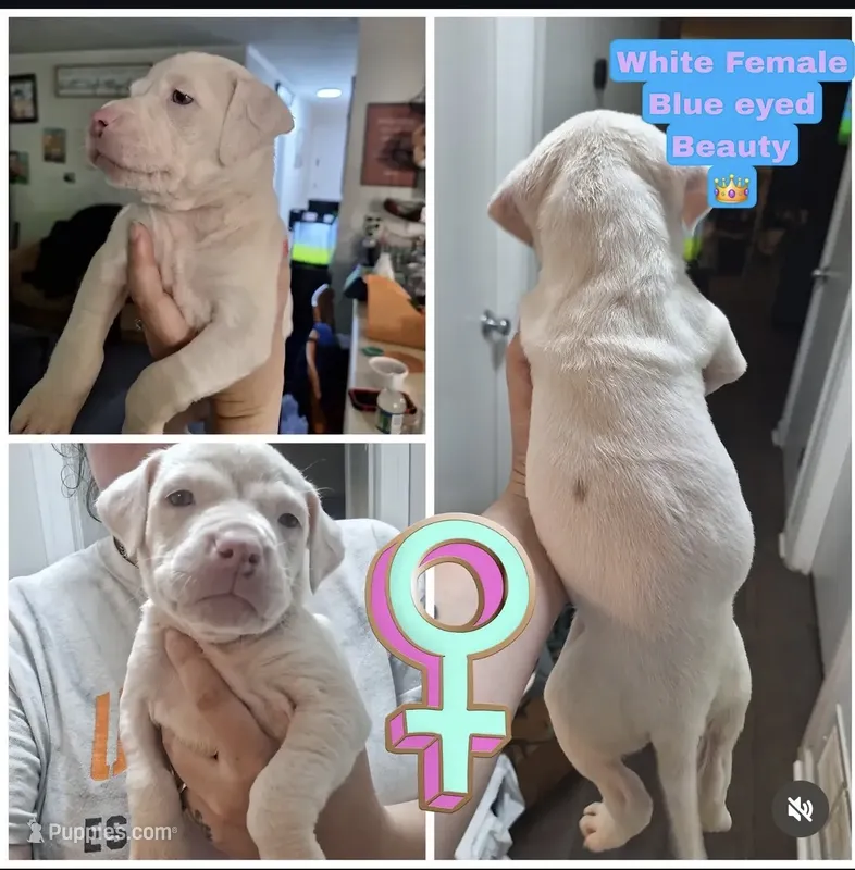 XL Bully x Standard American Pit female – American Bully, American Pit Bull Terrier puppy for sale in Dallas, GA