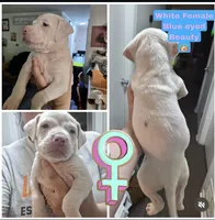 XL Bully x Standard American Pit female, a female American Bully and American Pit Bull Terrier for sale in Dallas, GA – 1 of 3