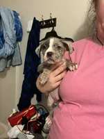 Merle Male- Letty x Loki, a male American Bully and American Pit Bull Terrier for sale in Dallas, GA – 2 of 5