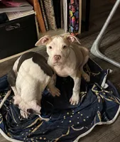 Male XL Bully x Standard American Pit , a male American Bully and American Pit Bull Terrier for sale in Dallas, GA – 7 of 7