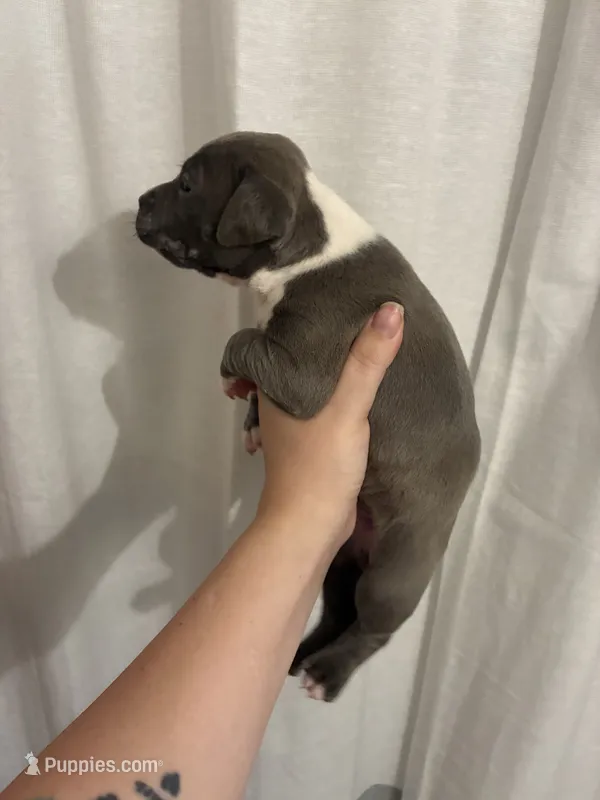 Bully x Pitbull - Male – American Bully, American Pit Bull Terrier puppy for sale in Dallas, GA