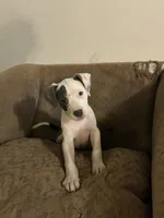Bully x Pitbull-Female Blue & White, a female American Bully and American Pit Bull Terrier for sale in Dallas, GA – 3 of 3