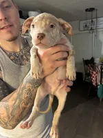 Red Merle- Male, a male American Bully and American Pit Bull Terrier for sale in Dallas, GA – 2 of 3