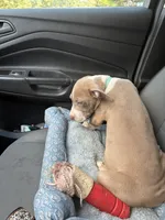 Female- XL Bully x Standard Pitbull, a female American Bully and American Pit Bull Terrier for sale in Dallas, GA – 3 of 3
