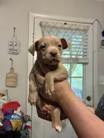 Bully x Pitbull, a male American Bully and American Pit Bull Terrier for sale in Dallas, GA – 2 of 3